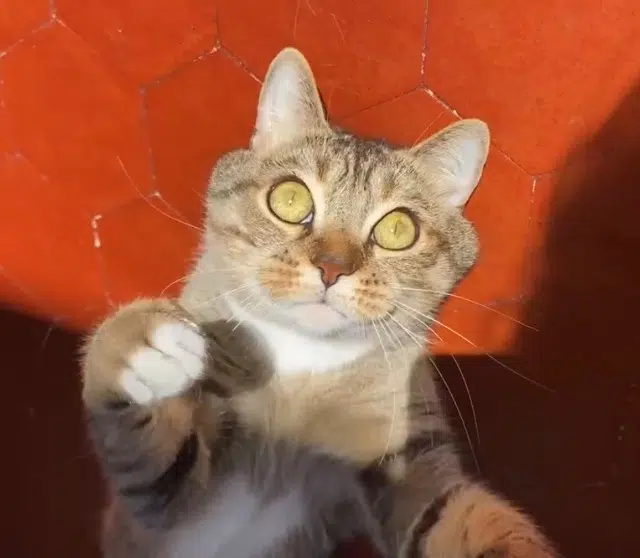 chat lost    Nice Mouk