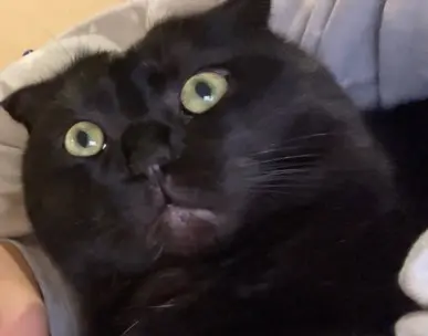 chat lost    Nice Mousse