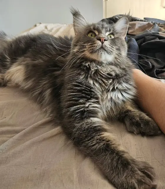 chat lost    Nice Onyx