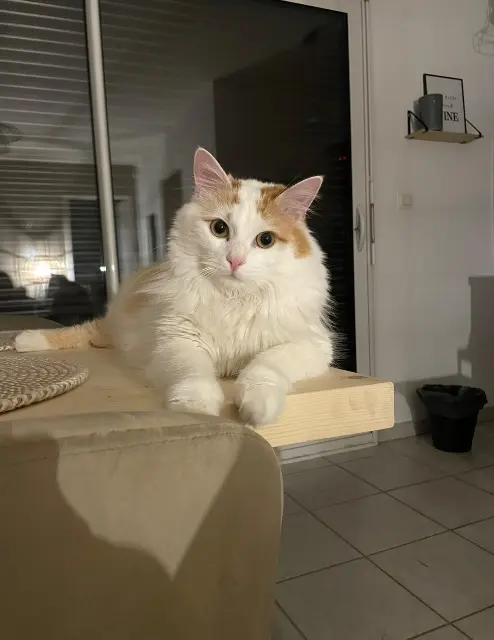 cat lost    Nice Pablo