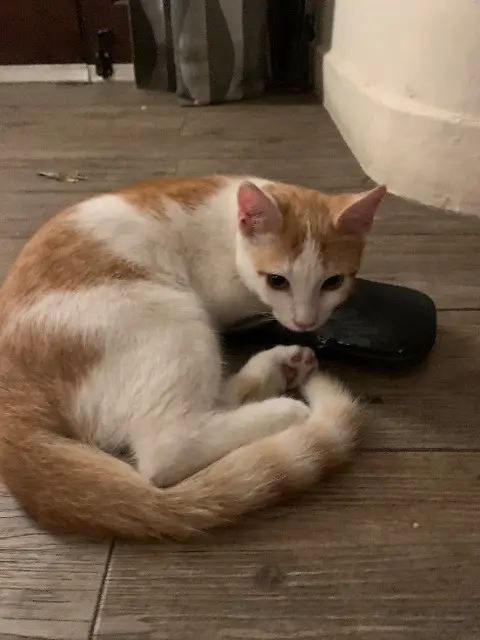 chat lost    Nice Piccolino