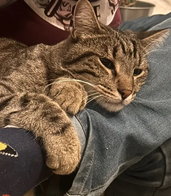 chat lost    Nice Pouet