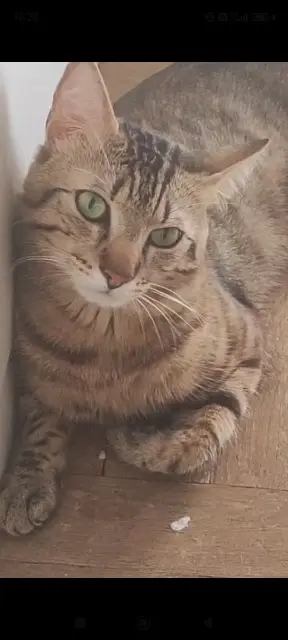 chat lost    Nice Razy