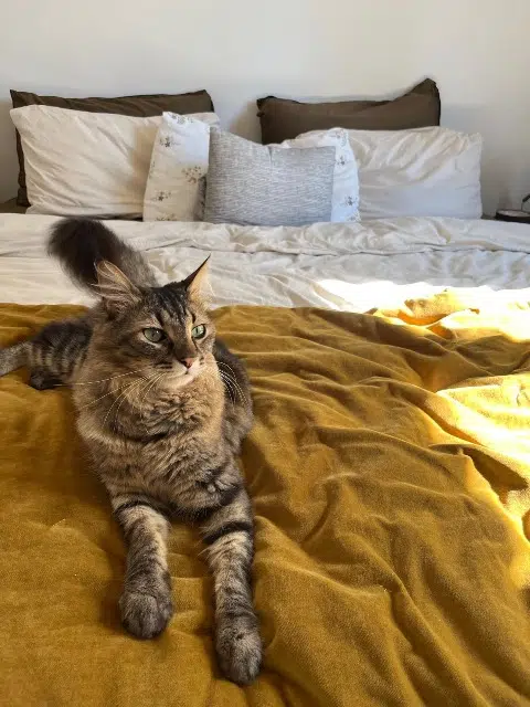 chat lost    Nice Ringo