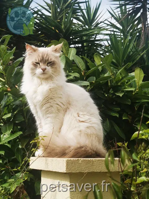kater lost    Nice Romeo