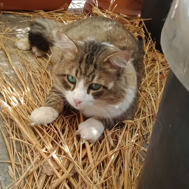 chat lost    Nice Rominé