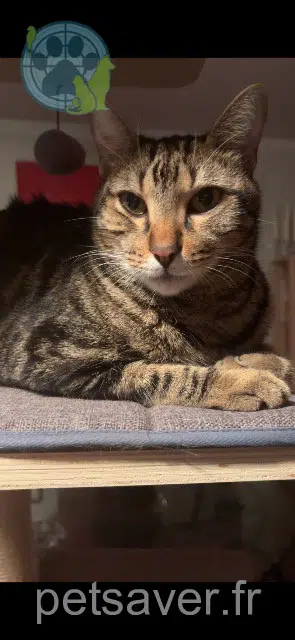 chat lost    Nice Shadow