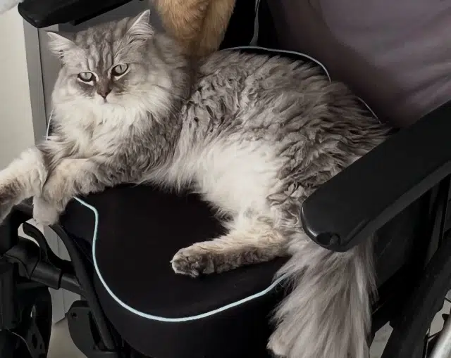 chat lost    Nice Simba