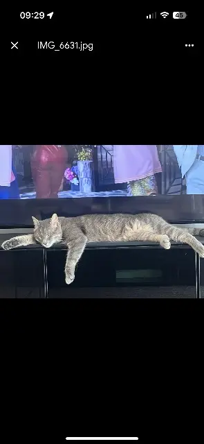 chat lost    Nice Simba