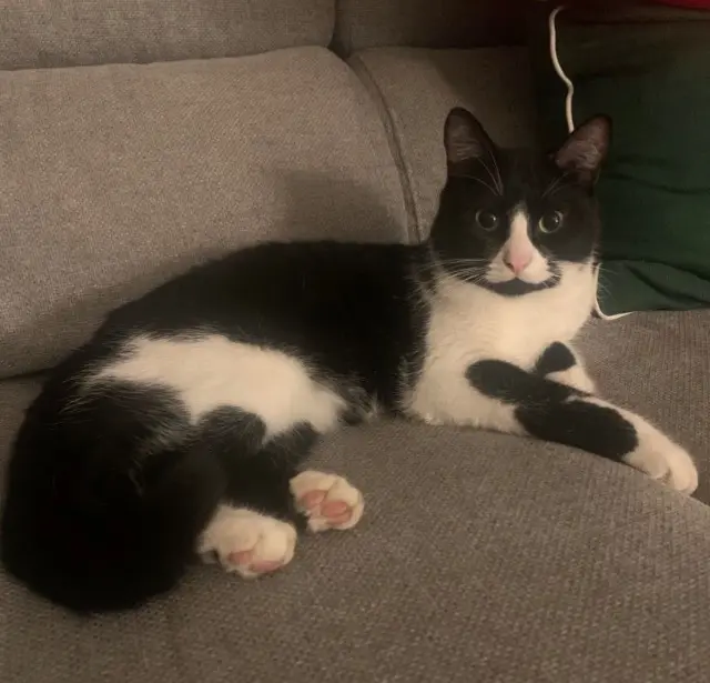 chat lost    Nice Sirius