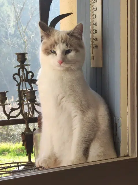 chat lost    Nice Socrate