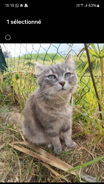 chat perdu Nice TAGADA chat lost Nice TAGADA