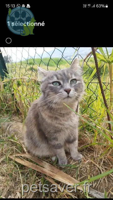gato perdido Nice TAGADA gato lost Nice TAGADA