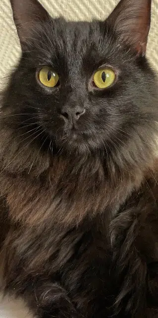 chat lost    Nice Terton