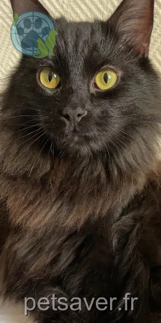 cat lost Nice Terton cat lost Nice Terton