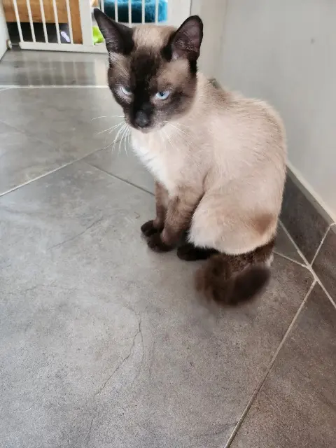 chat lost    Nice Theo