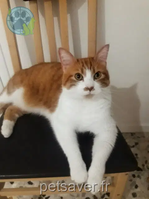 Kater lost Nice Titi