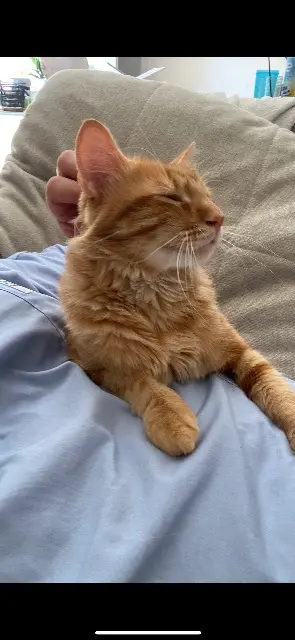 chat lost    Nice Tornade