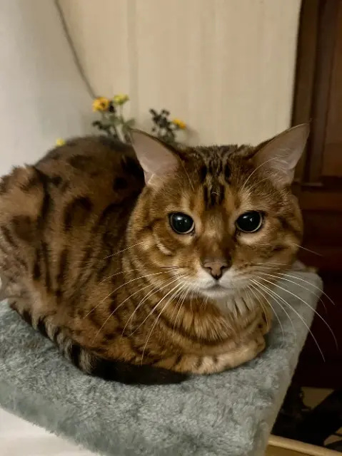 chat lost    Nice Trouvé! Le Chat