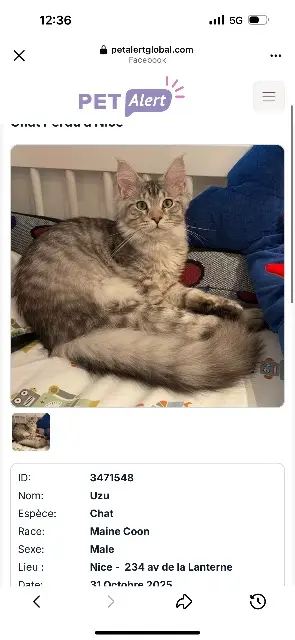 gatto perso Nice Uzu gatto lost Nice Uzu