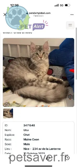 chat perdu Nice Uzu chat lost Nice Uzu