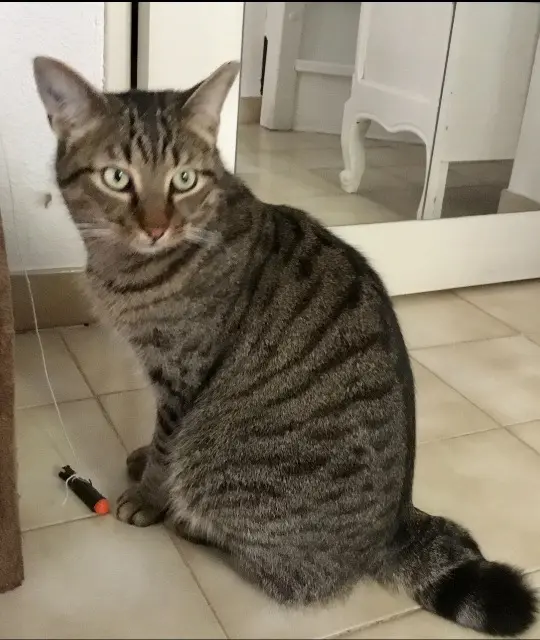 chat lost    Nice Winnie