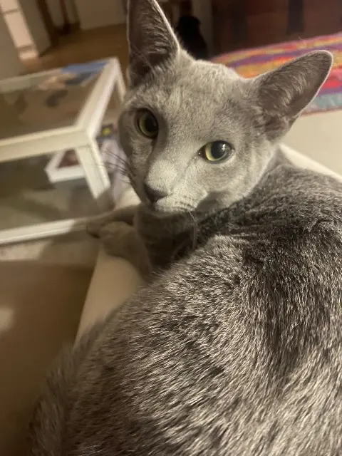 gato lost    Nice Youki