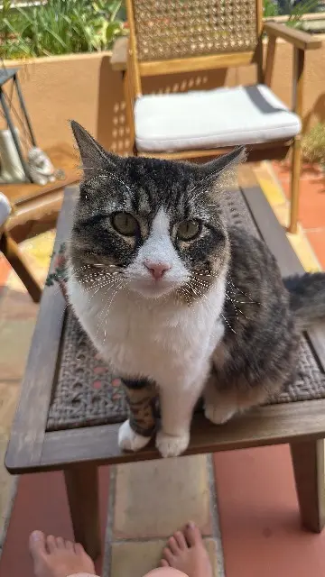 chat lost    Nice Yuri