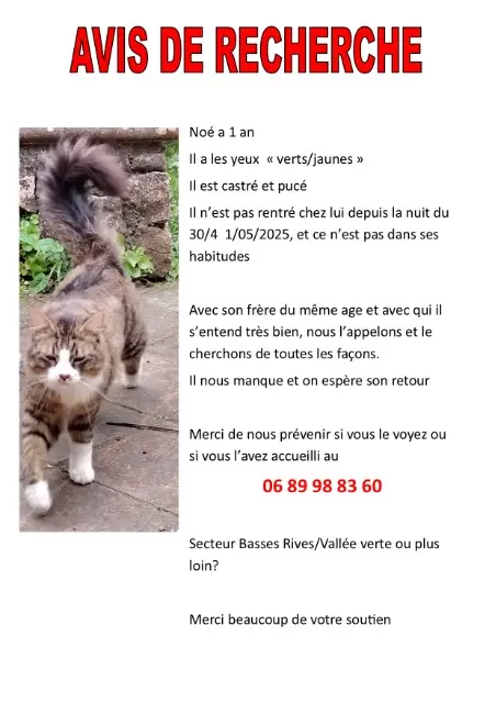 chat lost    Grasse Noé