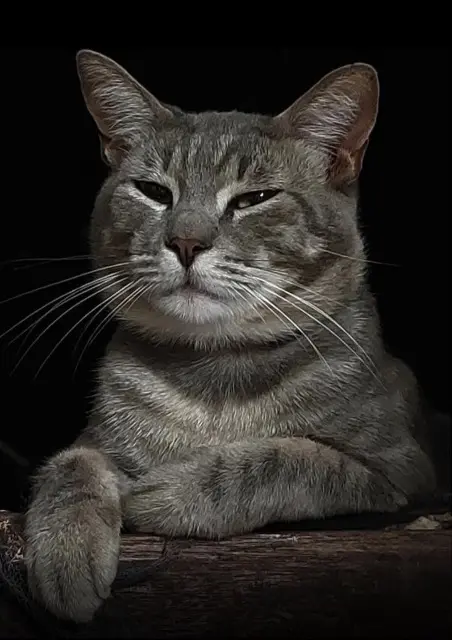 chat lost   06800 Cagnes-sur-Mer Nérobi