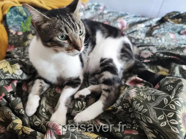 gato perdido 06530 Peymeinade Oggy gato lost 06530 Peymeinade Oggy