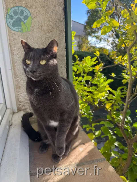 Kater vermisst 06550 La Roquette-sur-Siagne Olaf Kater lost 06550 La Roquette-sur-Siagne Olaf