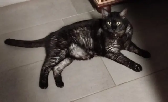 chat lost   06390 Contes Oreo