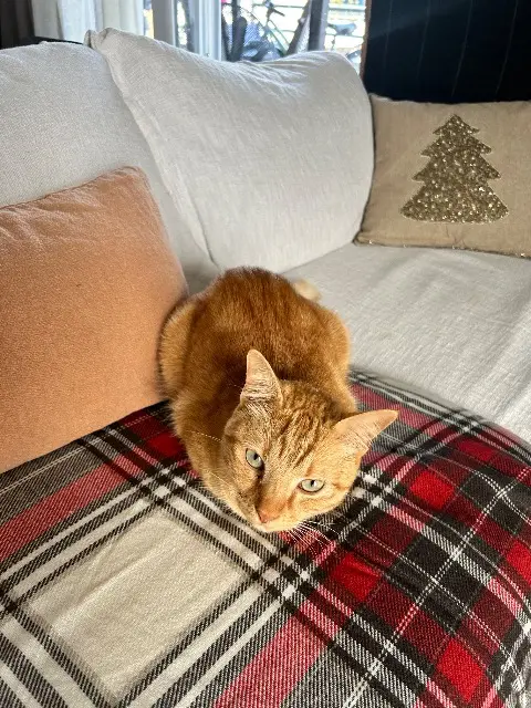 Kater lost   06800 Cagnes-sur-Mer Orion