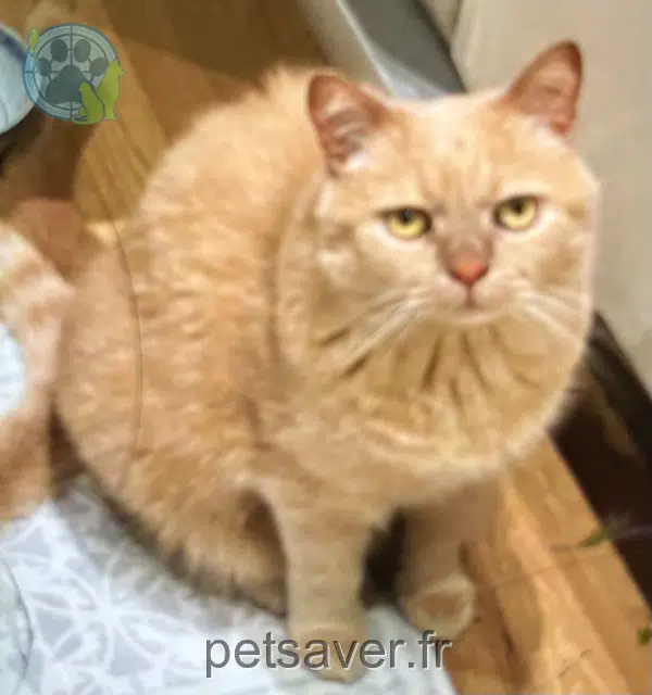 chat lost Antibes Orson