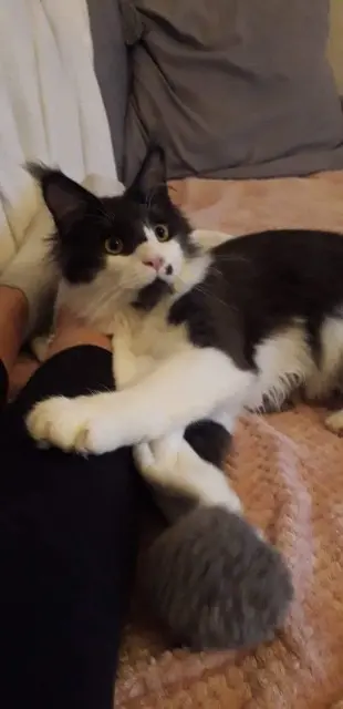 chat lost   06320 La Turbie Patton