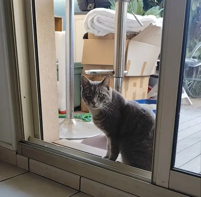 chat lost   06220 Vallauris Pepper