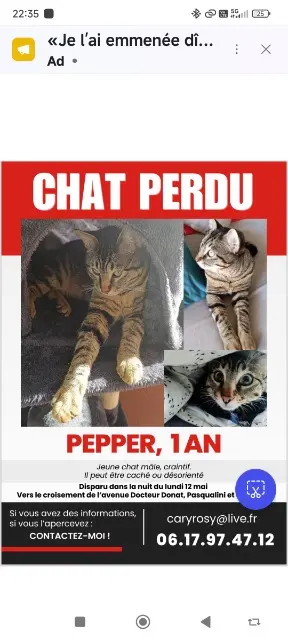 chat lost   06800 Cagnes-sur-Mer Pepper