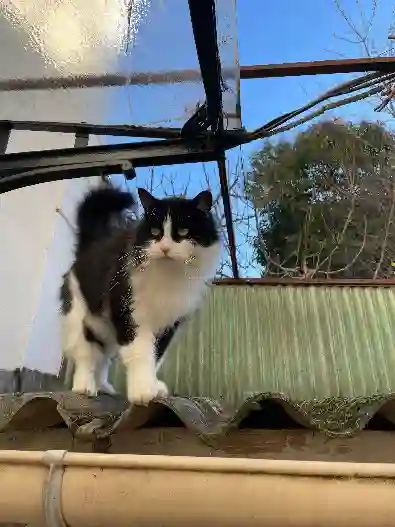 Chat Perdu 06 Alpes-Maritimes - Pilou Chat Perdu 06 Alpes-Maritimes - Pilou
