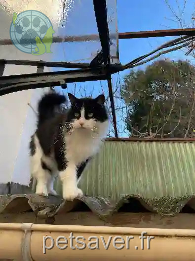 Chat Perdu 06 Alpes-Maritimes - Pilou Chat Perdu 06 Alpes-Maritimes - Pilou