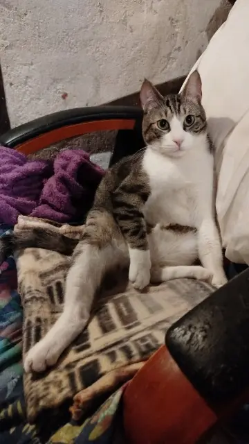 chat lost   06660 Saint-Étienne-de-Tinée Poila