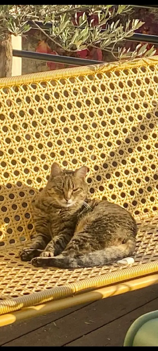 Chat Perdu 06 Alpes-Maritimes - Prince Chat Perdu 06 Alpes-Maritimes - Prince