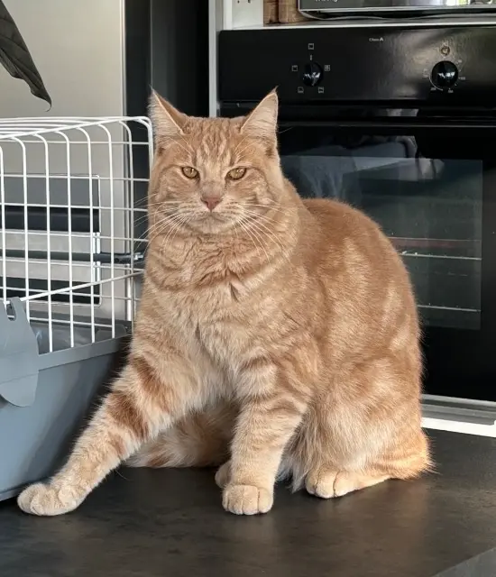 chat lost   06570 Saint-Paul-de-Vence Ramses