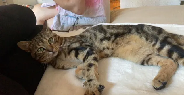 chat lost   06220 Vallauris Rasta