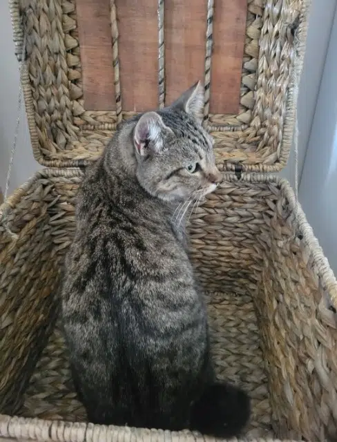 chat lost    Grasse Rio