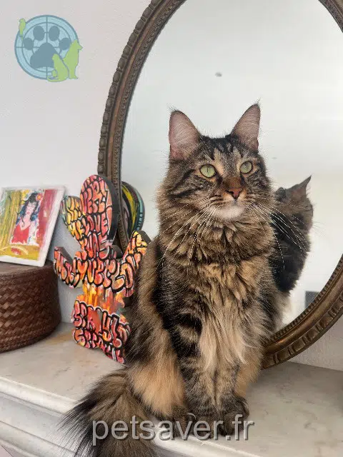 chat perdu 06500 Menton Rio chat lost 06500 Menton Rio
