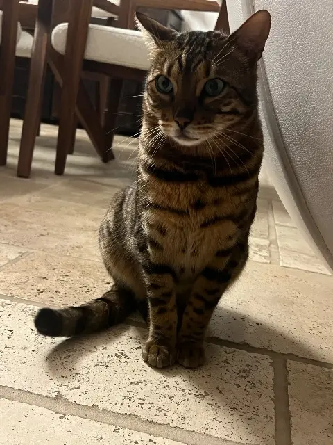 chat lost   06800 Cagnes-sur-Mer Rio