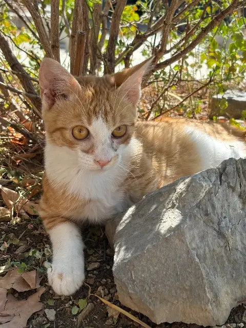 chat lost    Grasse Rivari