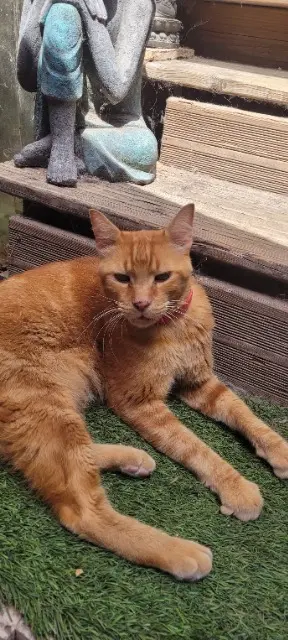 chat lost   06270 Villeneuve-Loubet Rocky