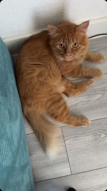 chat lost   06240 Beausoleil Rooky